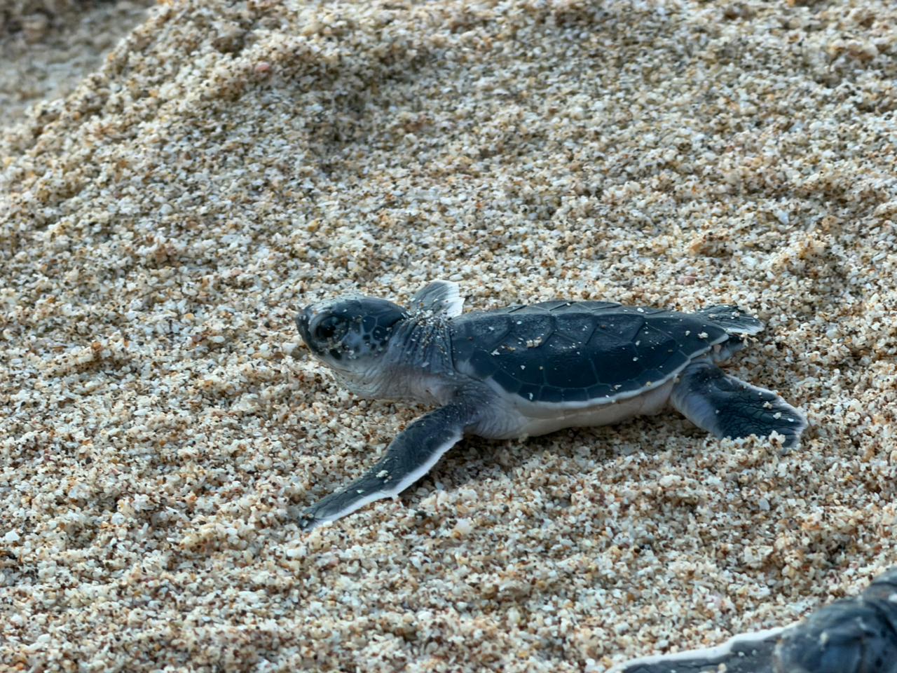 Liberan tortugas marinas negras en Mazatlán