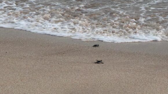 Liberan en Mazatlán, Sinaloa, 45 crías de tortugas marinas negras; de julio a noviembre es la temporada alta: OAP