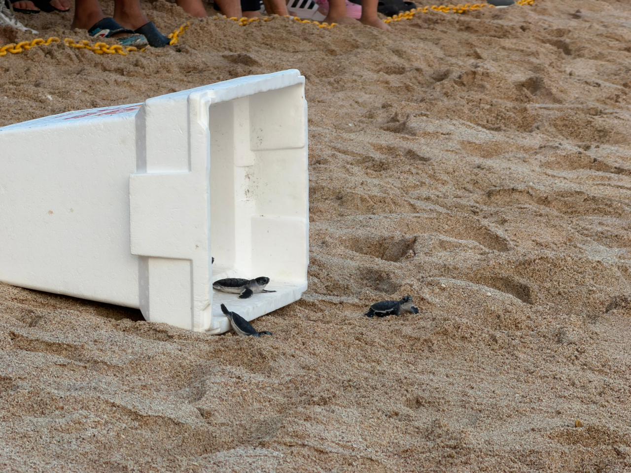 Liberan tortugas marinas negras en Mazatlán