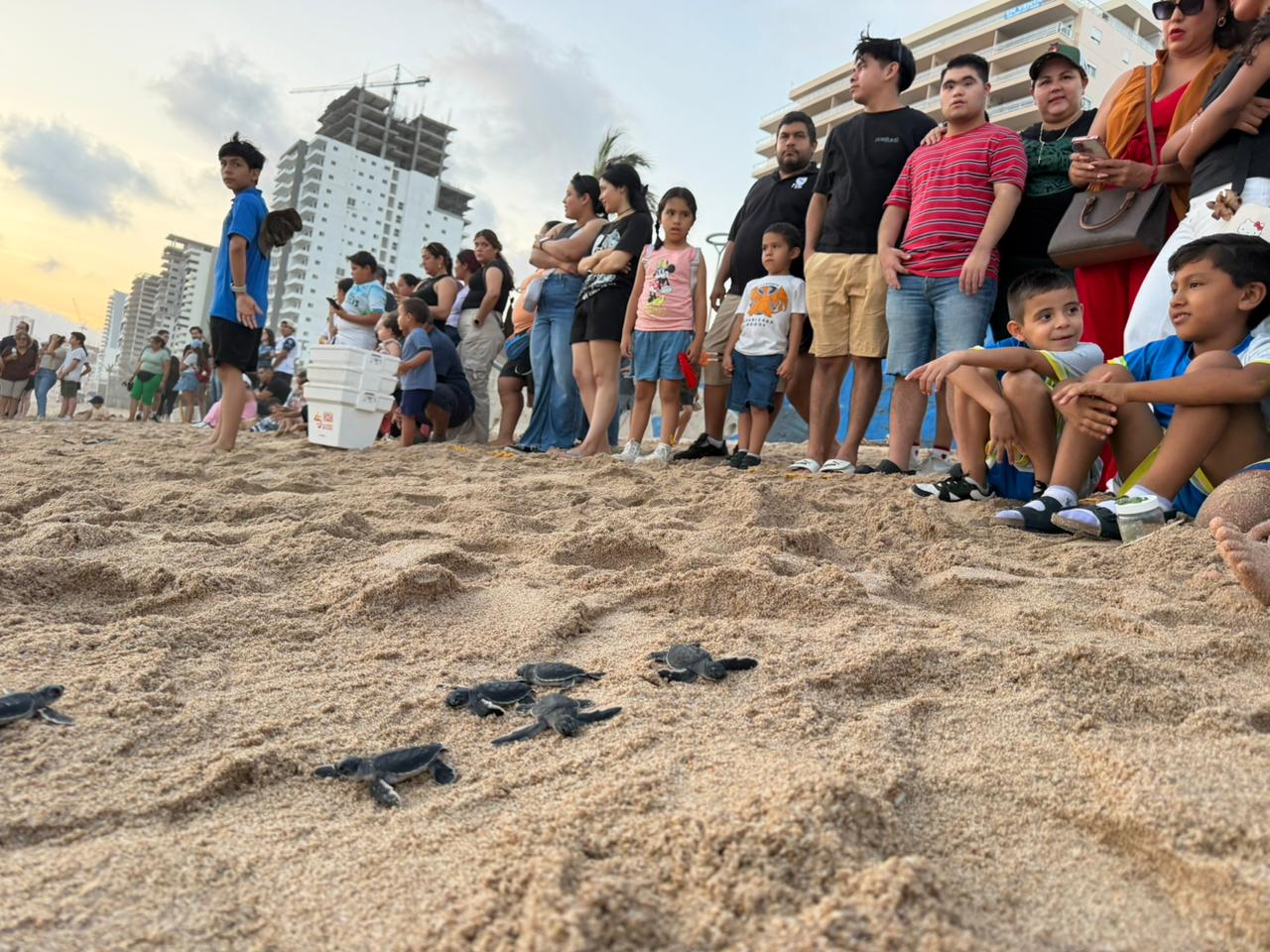 Liberan tortugas marinas negras en Mazatlán