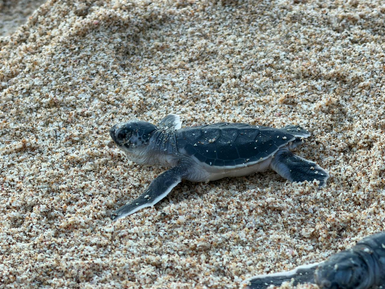 Liberan tortugas marinas negras en Mazatlán