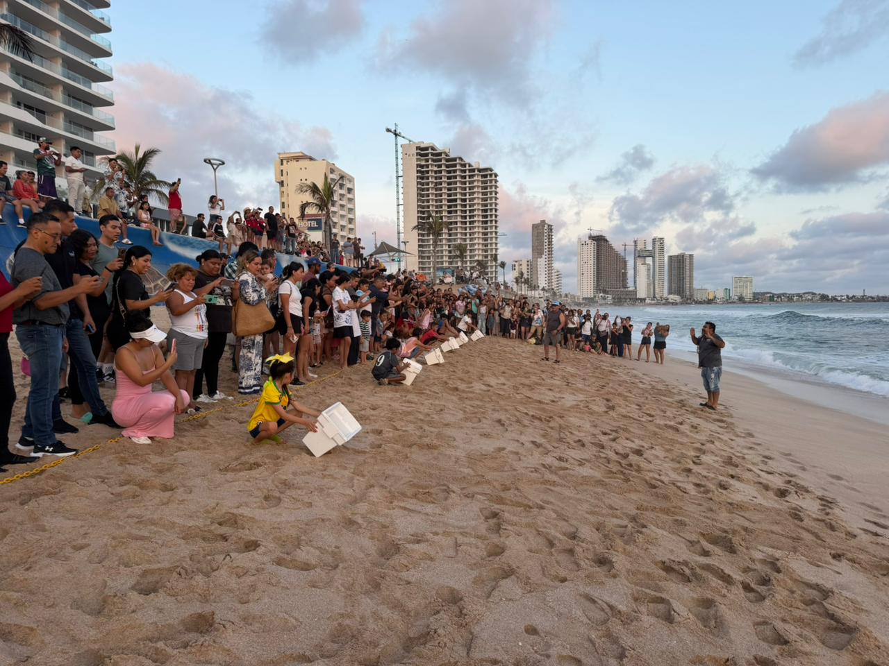 Liberan tortugas marinas negras en Mazatlán