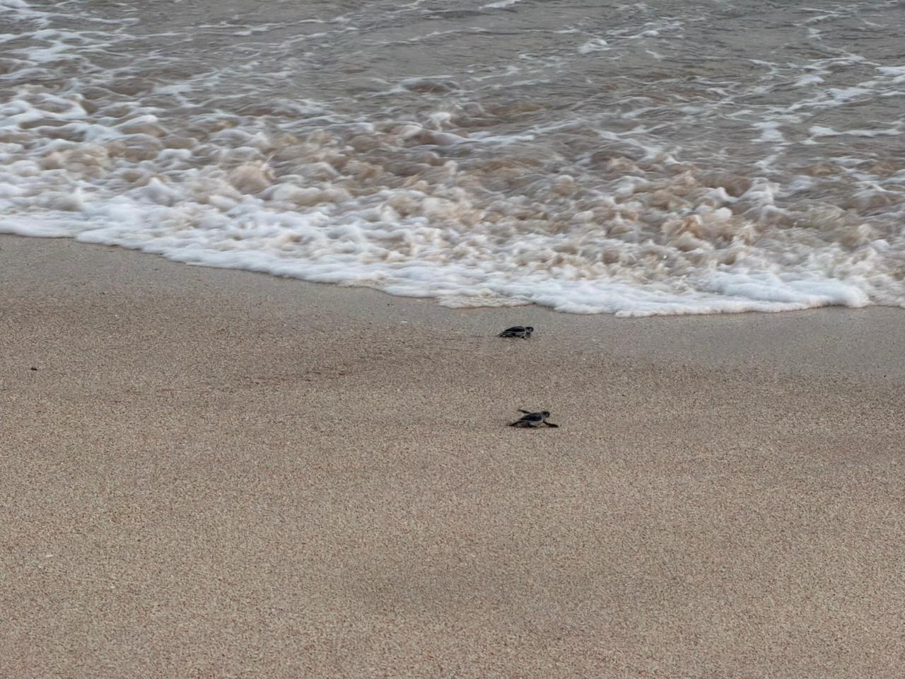 Liberan tortugas marinas negras en Mazatlán