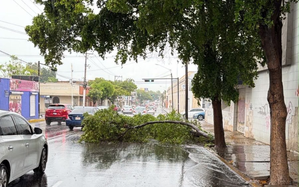 Árboles caídos tras lluvias en Culiacán