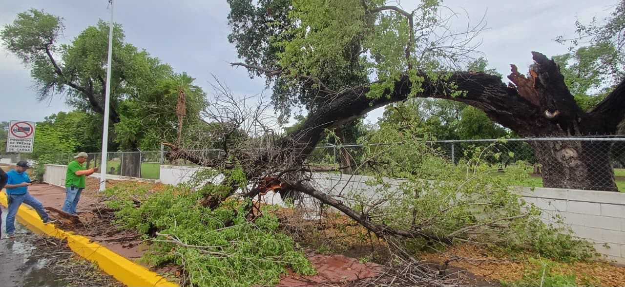 Árboles caídos tras lluvias en Culiacán
