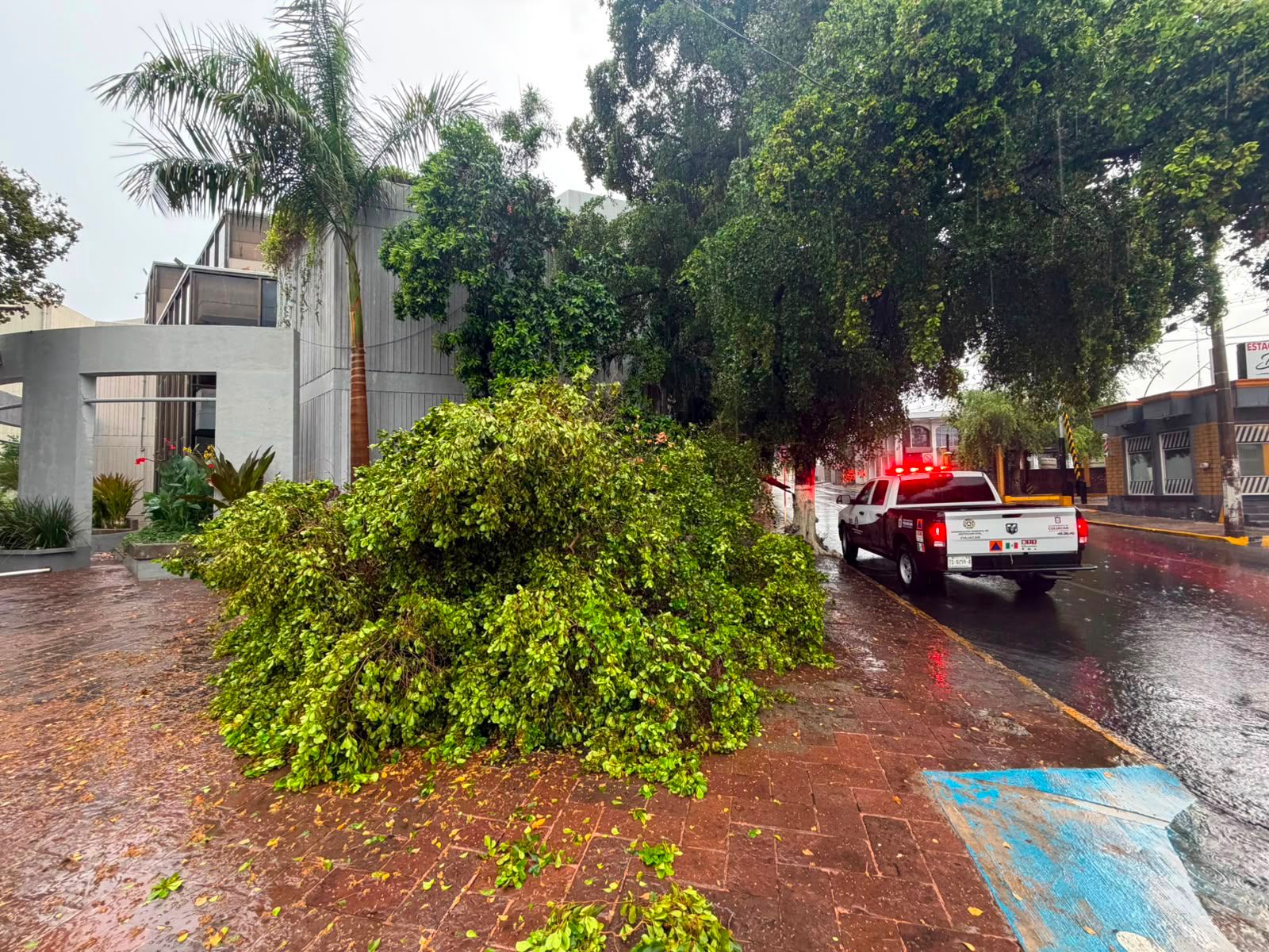 Árboles caídos tras lluvias en Culiacán