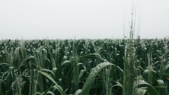 Ruega CNC porque las lluvias imperen con abundancia en Sinaloa y fortalezcan la siembra de temporal