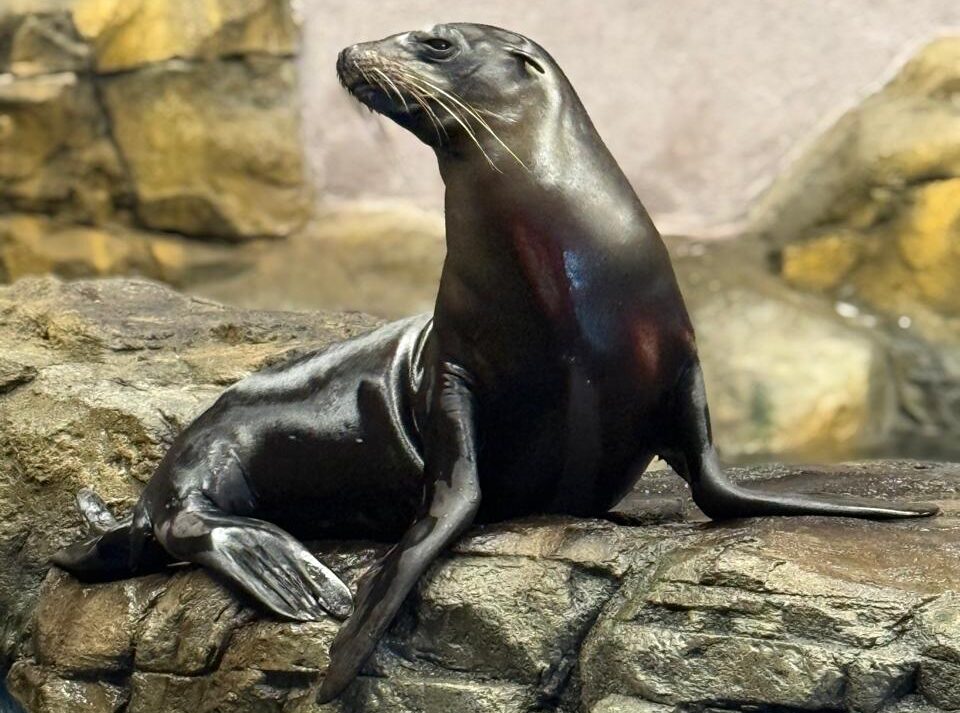 Lobo marino del Acuario de Mazatlán