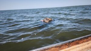 localizan restos humanos flotando en el mar en el castillo navolato
