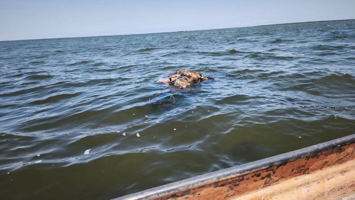 localizan restos humanos flotando en el mar en el castillo navolato