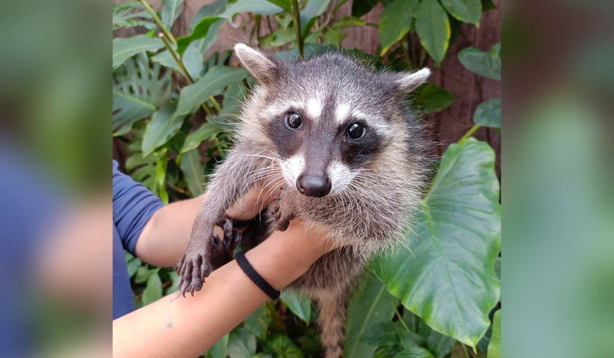 Mapache
