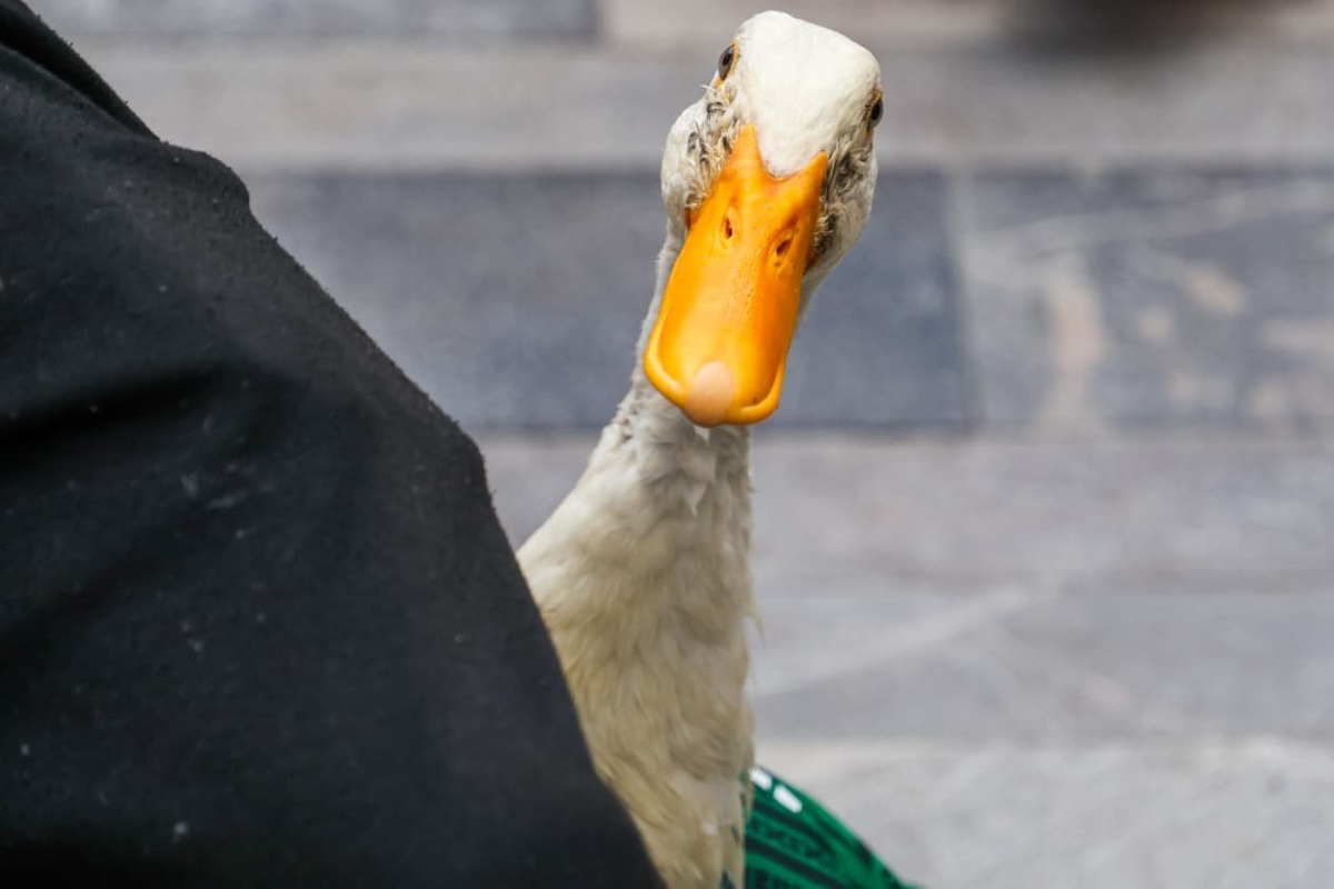 Merlín, el pato mundialista