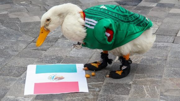 México 3 – Corea 1, la predicción de Merlín, el pato que ha causado sensación en el Mundial 2026