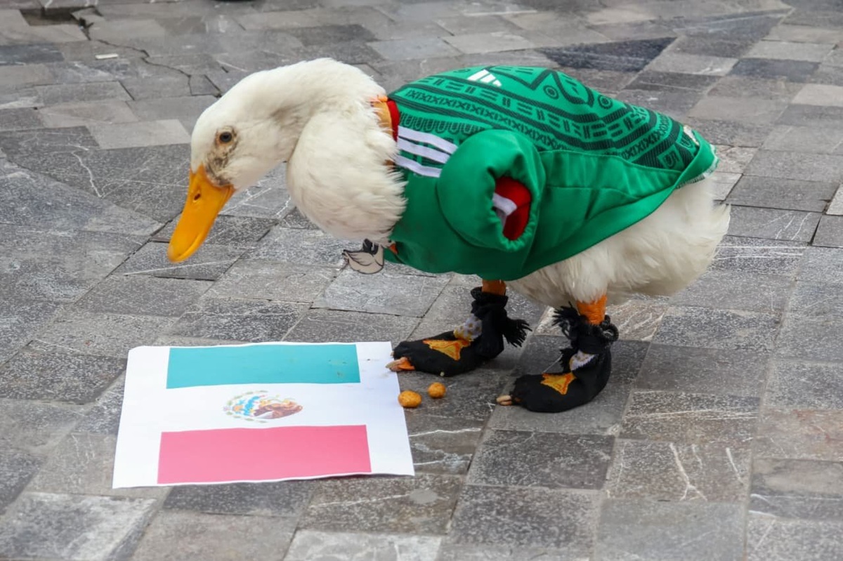 Merlín, el pato mundialista