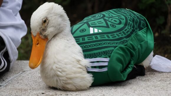 Nombran al pato Merlín como embajador de la CDMX, durante la Copa FIFA 2026