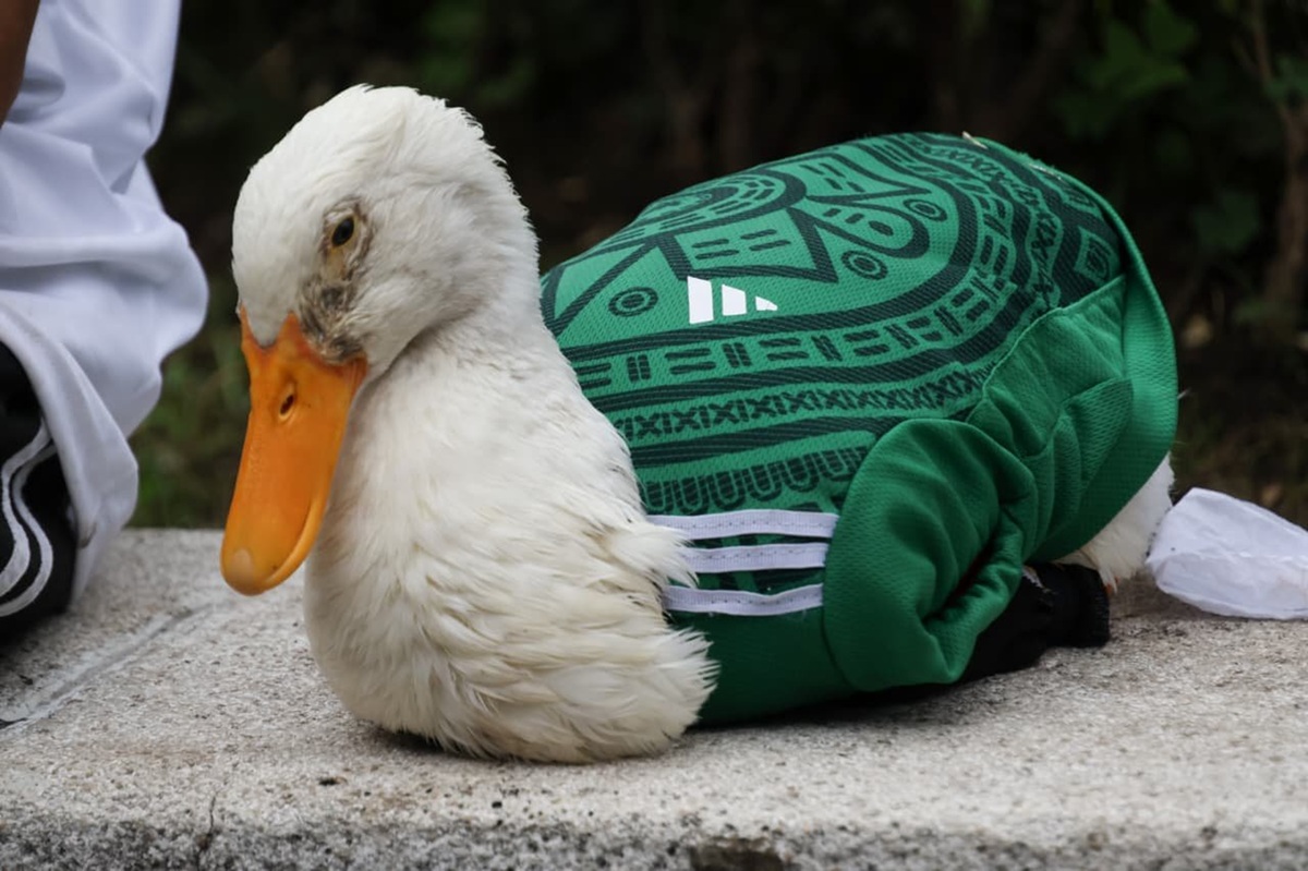 Merlín, el pato mundialista