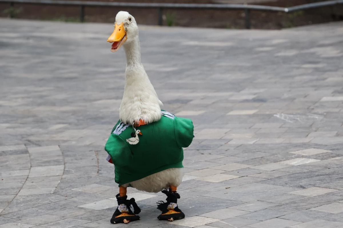 Merlín, el pato mundialista