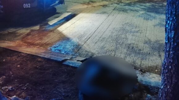 Muere perro tras ser lesionado con arma blanca en Alturas del Sur; Fundación Balto y Togo denunciará el caso