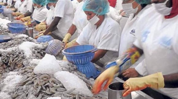 ¡Ya quedaron desempleadas! Empacadoras de camarón en Mazatlán, Sinaloa, piden apoyo urgente a la gobernadora