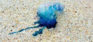 oleaje y quemadores mantienen en alerta la costa de mazatlan quemadores