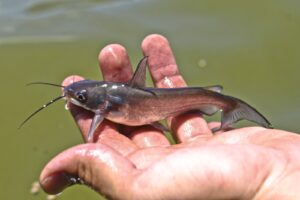 pesca