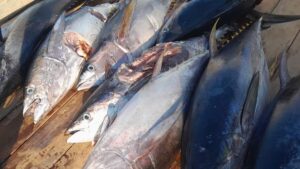 pesca en la isma maria en nayarit pescados