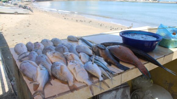 ‘Pioja’ la venta de pescado en Playa Norte de Mazatlán, Sinaloa; sólo se gana para el día