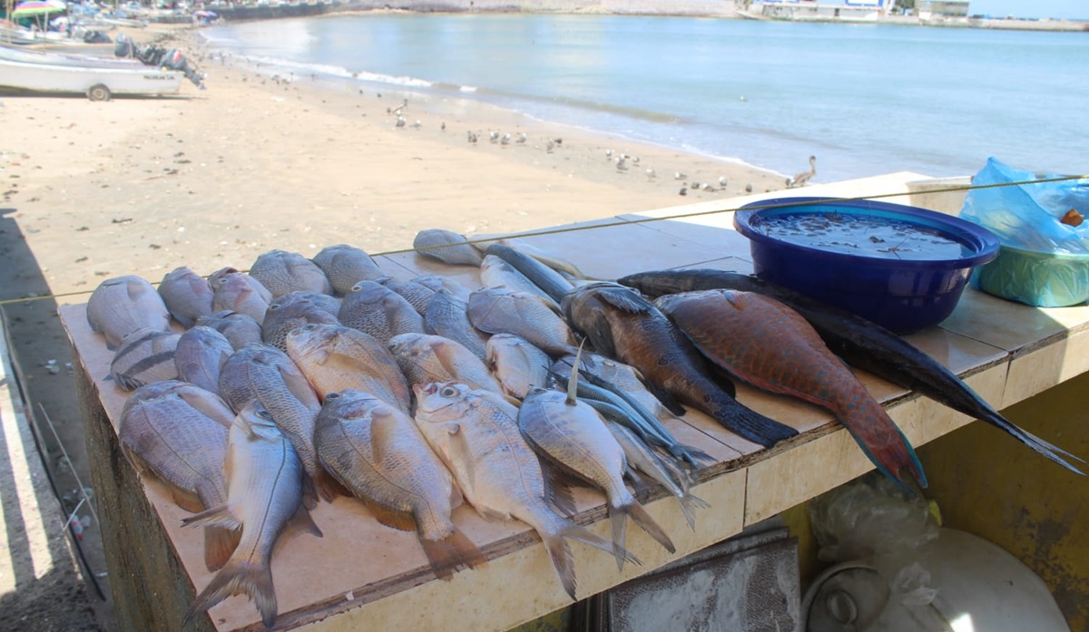 Pescado en venta en Playa Norte, de Mazatlán