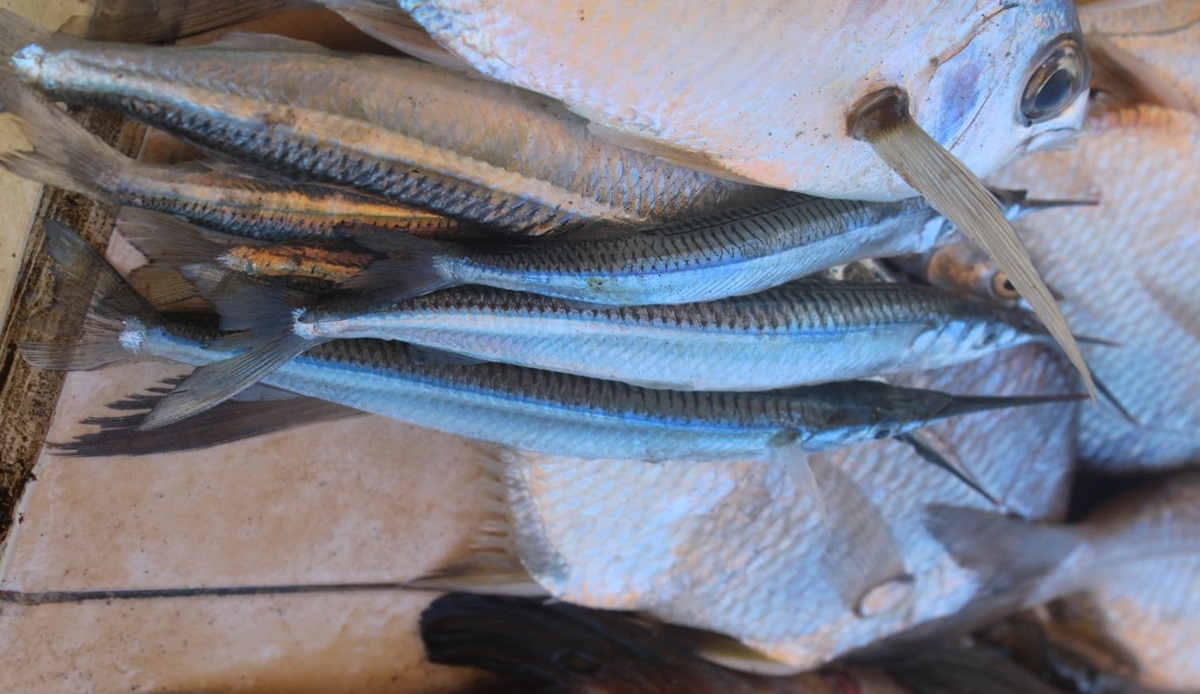 Pescado en venta en Playa Norte, de Mazatlán