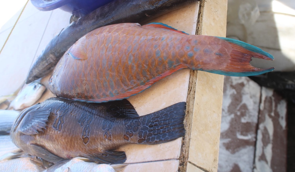 Pescado en venta en Playa Norte, de Mazatlán