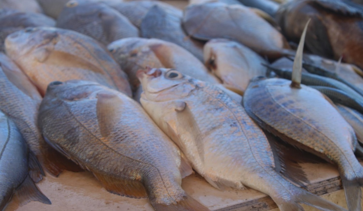 Pescado en venta en Playa Norte, de Mazatlán