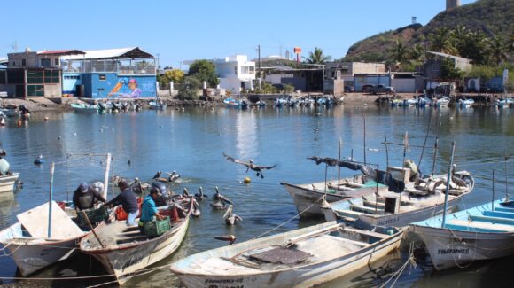 Pescadores de altamar en Topolobampo se ajustan a retos de esta nueva temporada de capturas de camarón
