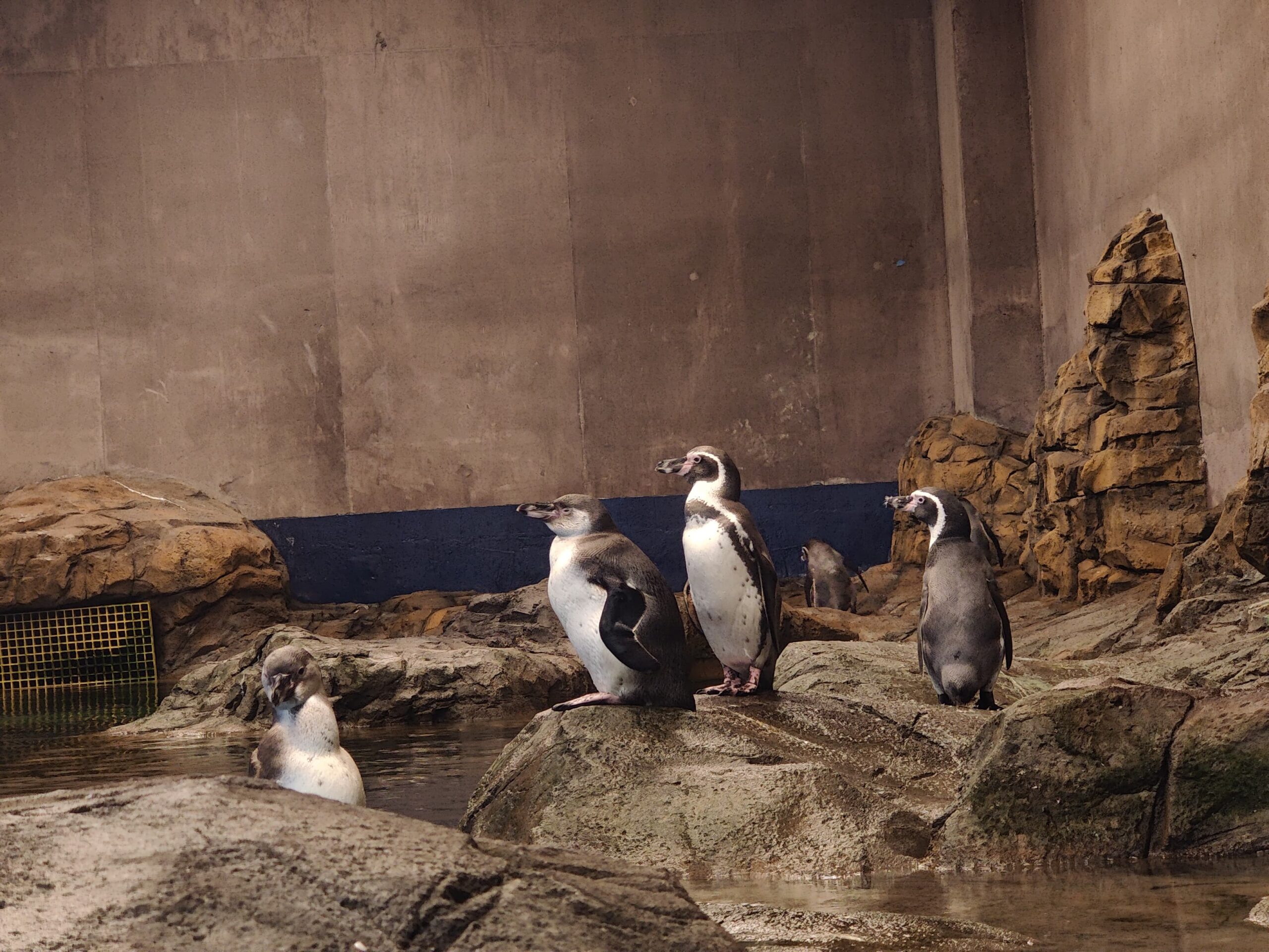 Pinguinos del Acuario de Mazatlán