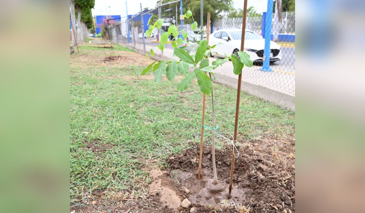Plantan árboles en Ciudad Universitaria de la UAS en Culiacán