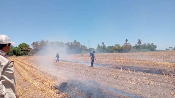 Primera multa por quema de soca en Guasave fue de 3 mil 500 pesos; pudo alcanzar hasta 100 mil