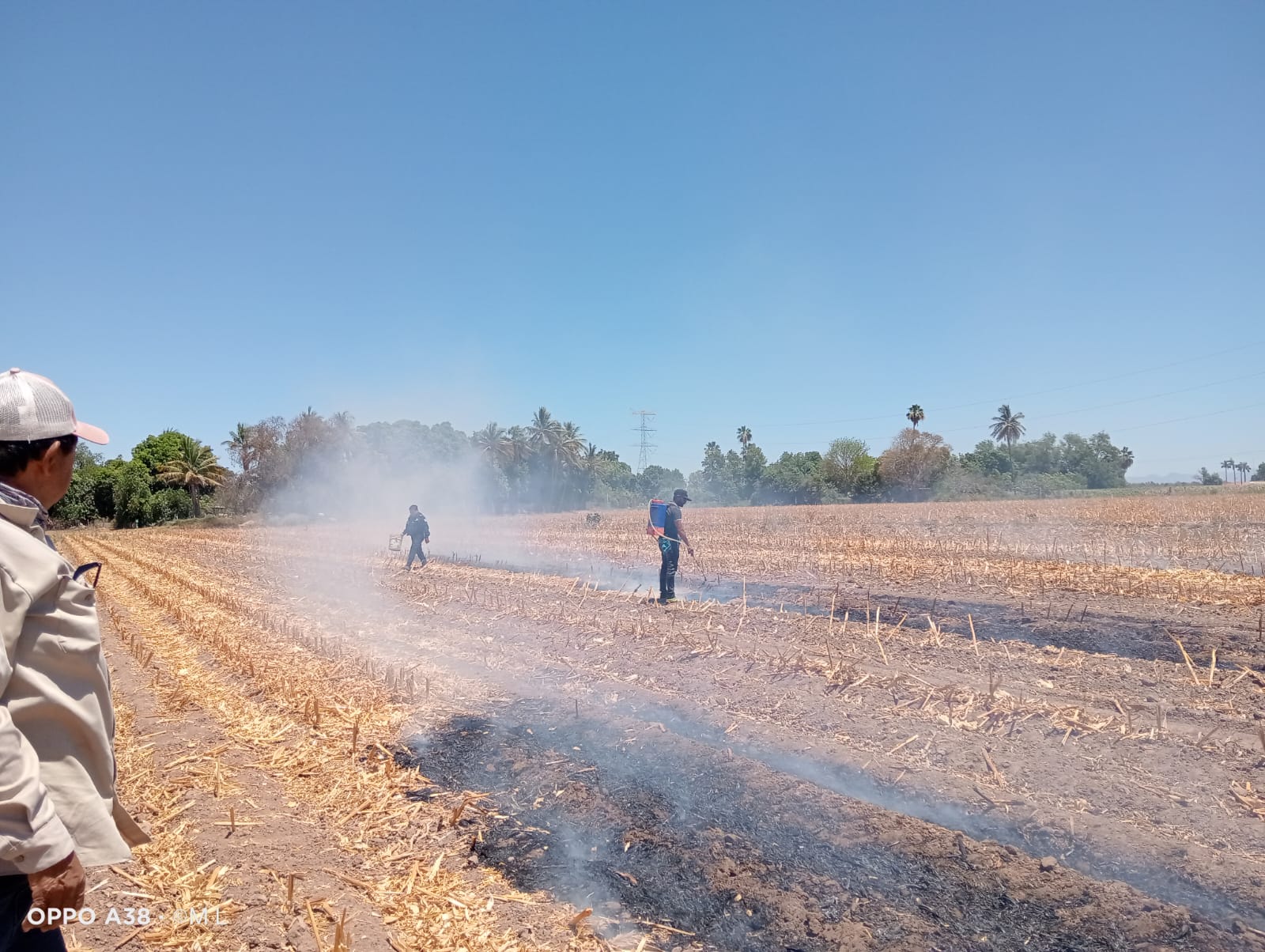 Quema de soca en Guasave