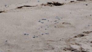 Quemadores en playas de Mazatlán