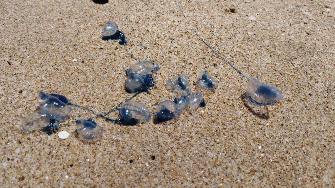 Quemadores en playas de Mazatlán