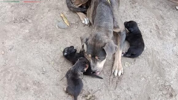 Rescata Protección Civil Guasave, Sinaloa, a cuatro cachorros atacados por abejas en Guasavito