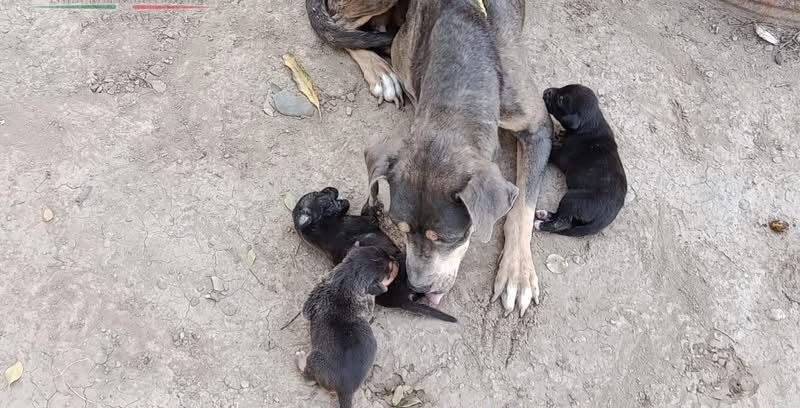 Rescatan a cachorritos en Guasave
