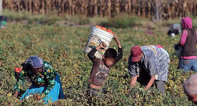 Día Mundial contra el Trabajo Infantil: 138 millones de menores aún trabajan en el mundo