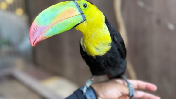 ¡Nuevos habitantes llegan al Gran Acuario Mazatlán, Sinaloa! Rescates, historias de vida y experiencias que transforman la visita