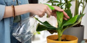 Regar tus plantas con agua del aire acondicionado: cómo hacerlo y por qué puede ser útil