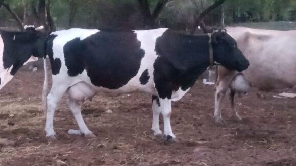 UGRS impulsa regulación del mercado para fortalecer la competitividad de la leche 100 por ciento de vaca
