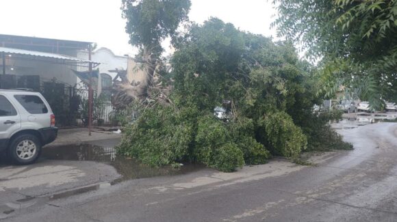 Atiende Ayuntamiento de Culiacán afectaciones tras intensas lluvias y rachas de viento