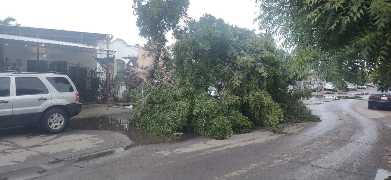 Árboles caídos tras lluvias por Culiacán