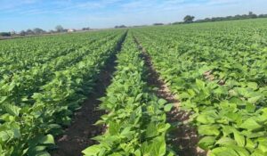 Productores del sur de Escuinapa, Sinaloa, ruegan porque haya lluvias para sembrar en noviembre
