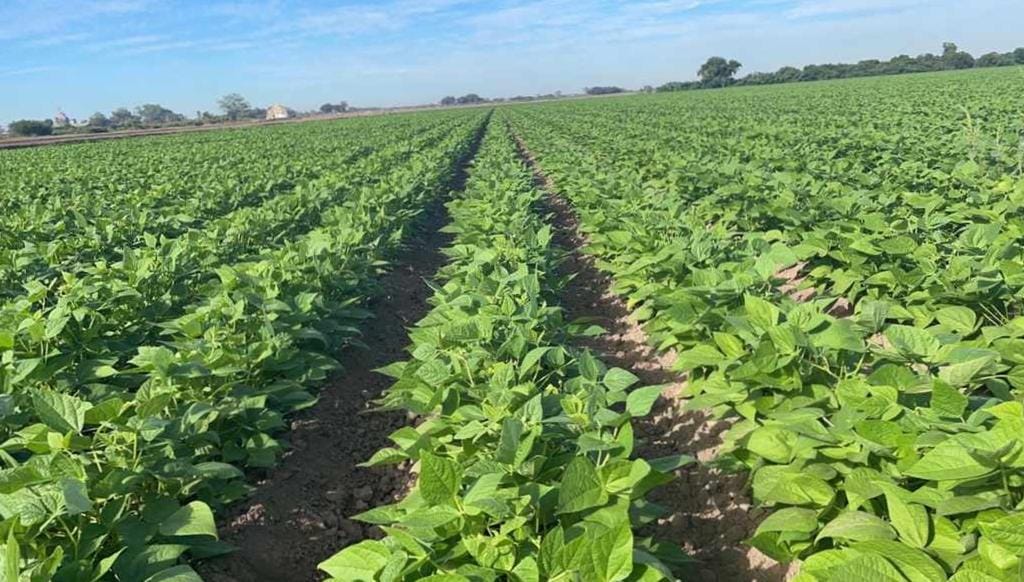 Siembta de frijol en el norte de Sinaloa