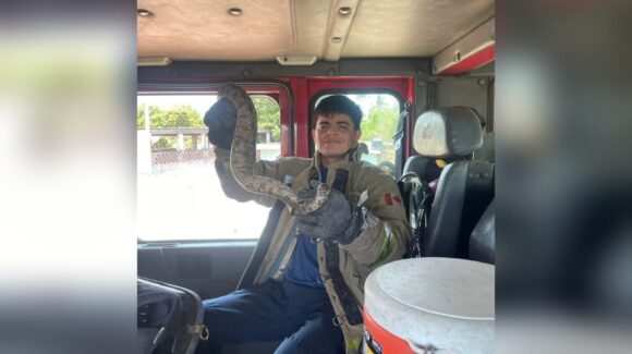¡Es la boa! Alerta por víbora en zona habitada de Villa Unión, Sinaloa moviliza a Bomberos; el reptil fue rescatado sin lesionados
