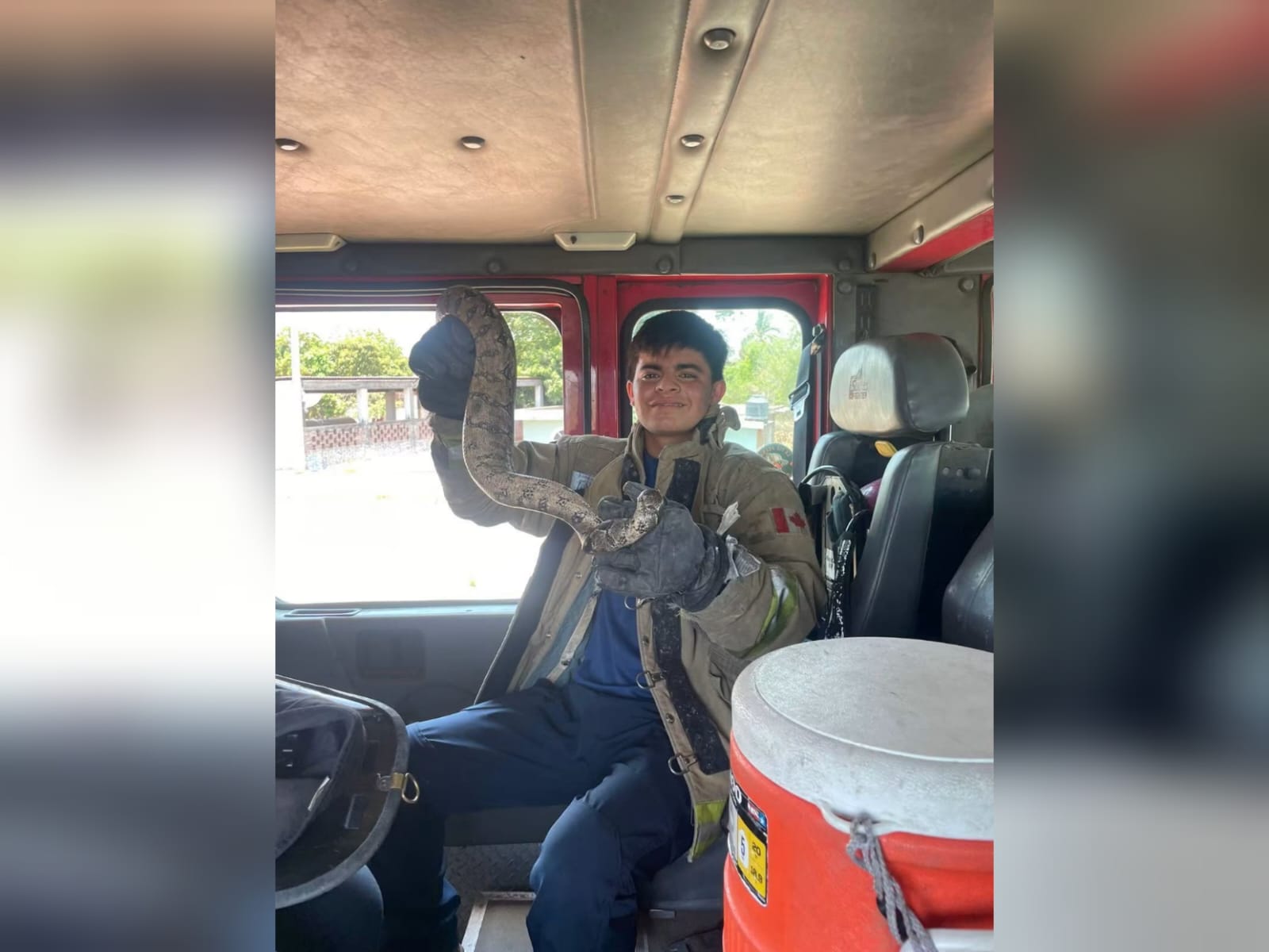Bomberos rescatan una vibora en Mazatlán